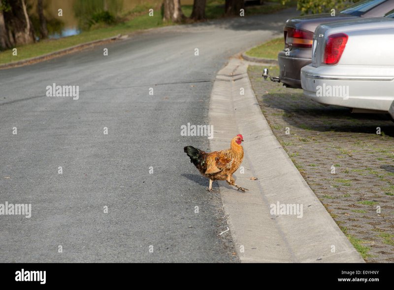 Chicken road casino, chicken road online